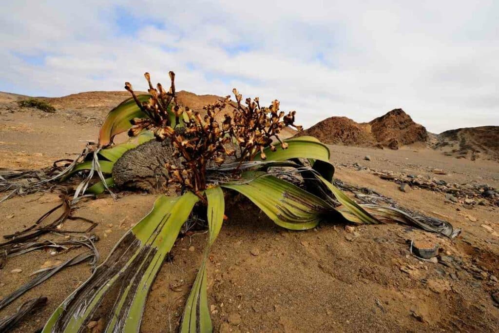 Tree Tumbo ugly plant