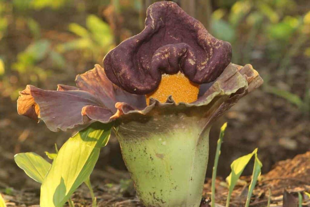 Ugly Corpse flowering plant