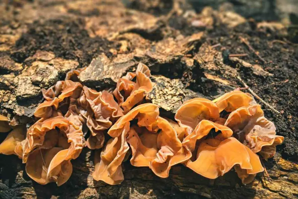 Orange mushrooms sprung up problem
