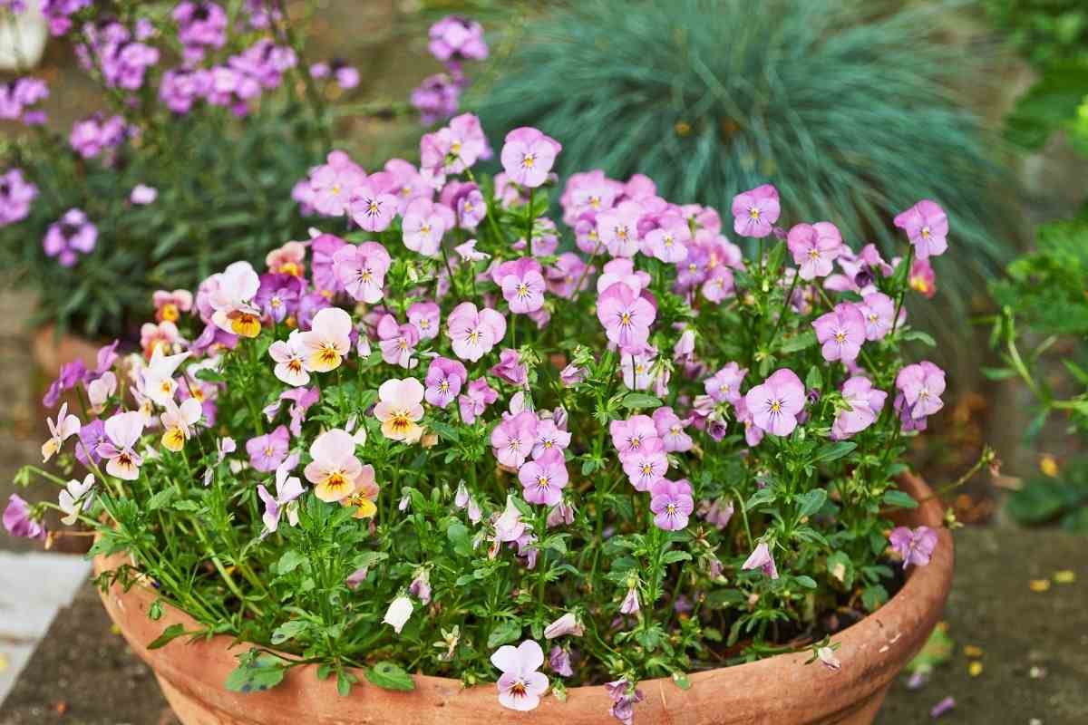 Can Pansies Survive Frost Gardenia Organic