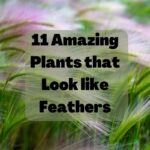 plants that look like feathers