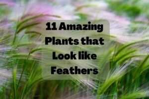 plants that look like feathers