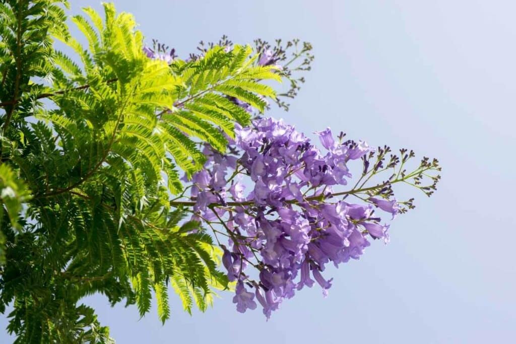 Jacaranda mimosifolia