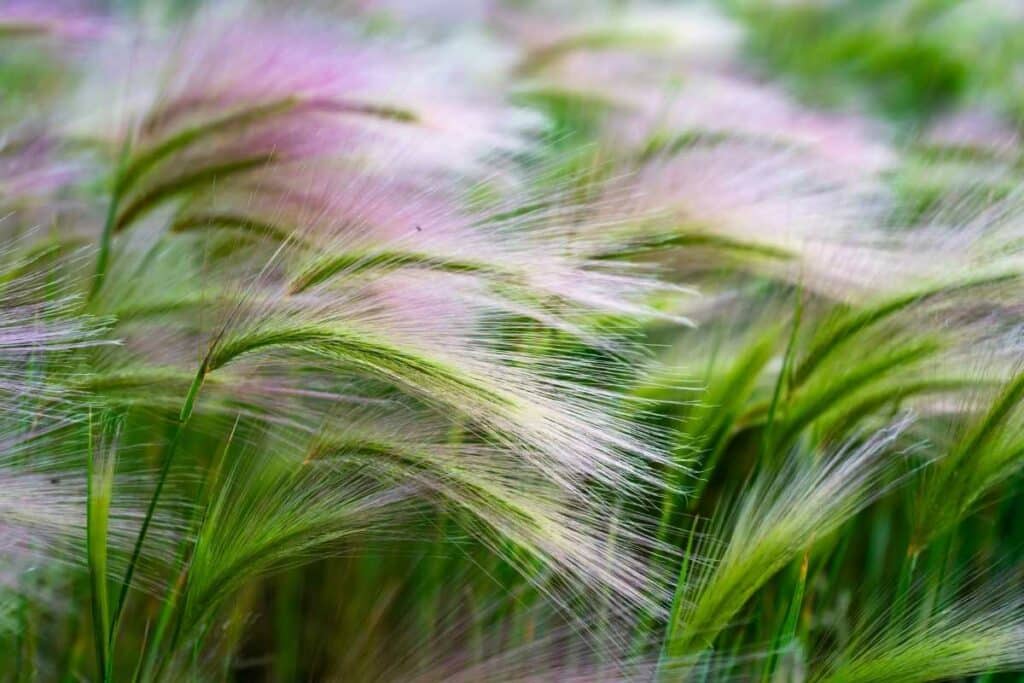 Mexican Feather Grass