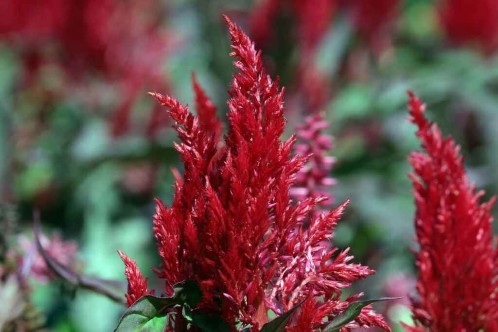 Celosia plant 