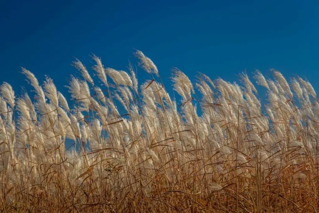 Feather Reed Grass