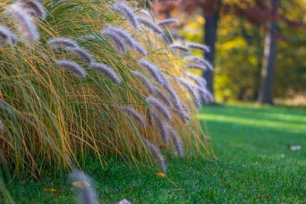 Fountain Grass