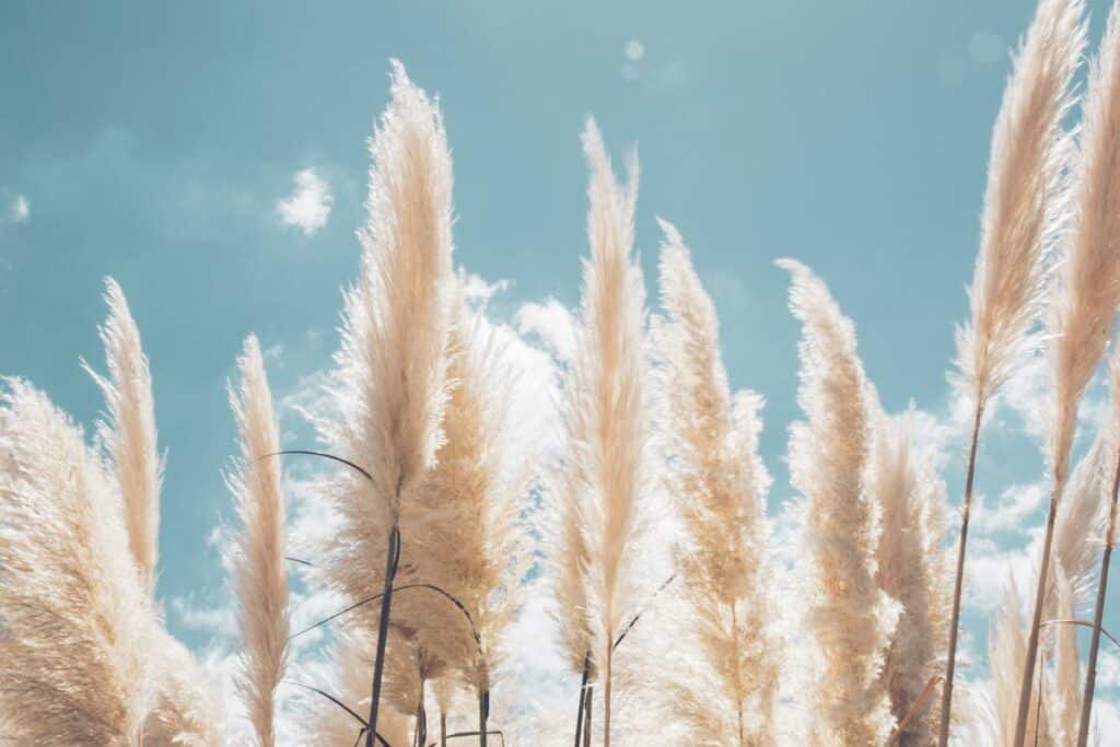 White Feather Pampas Grass