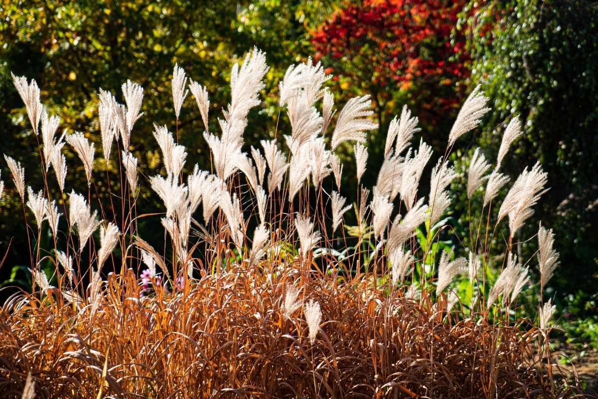 11 Amazing Plants That Look Like Feathers - Gardenia Organic