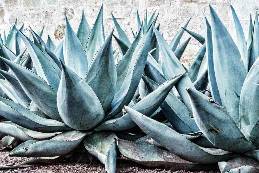 Blue Agave plant crown