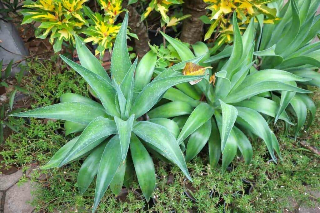 Backyard plant agave tips