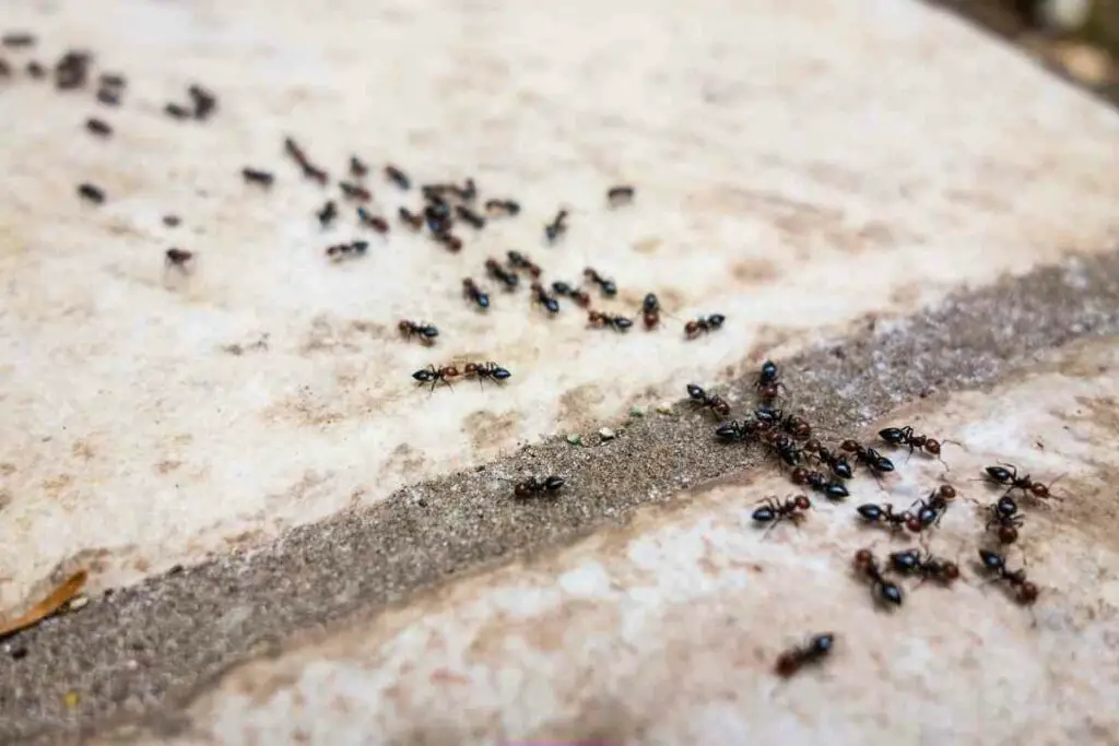 Ants pests in home