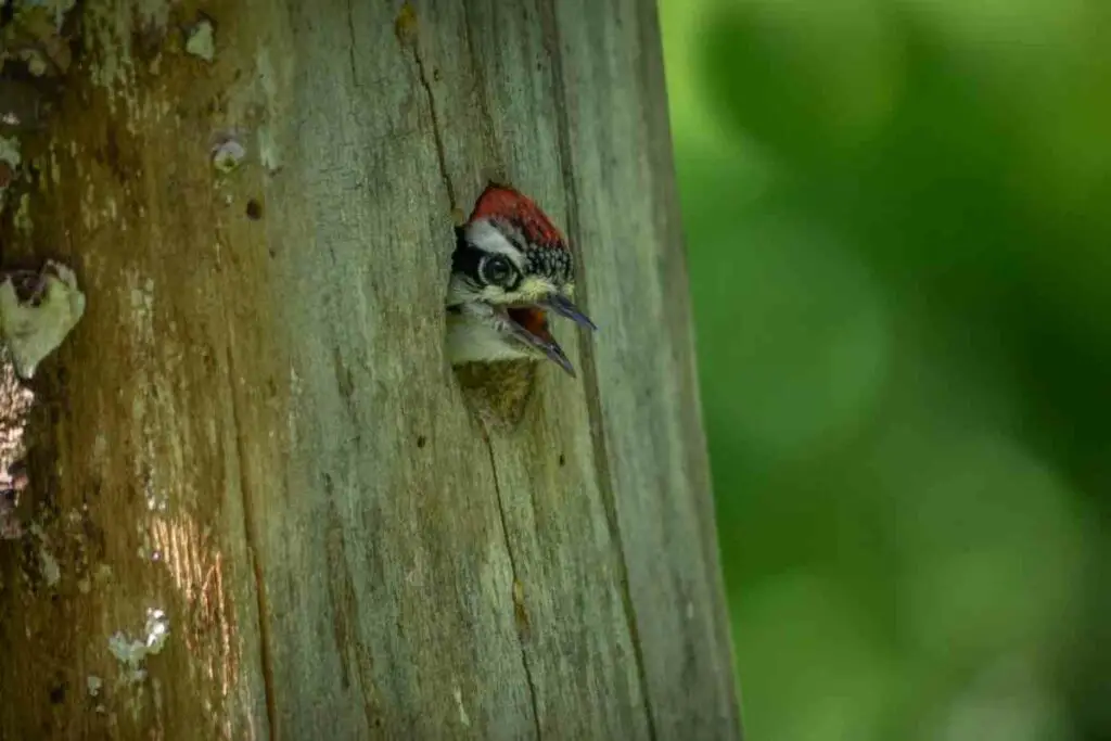 Cute baby woodpecker