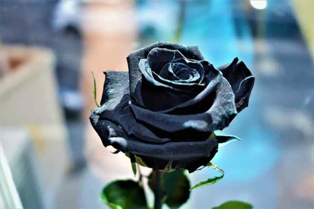 Black rose negative meaning
