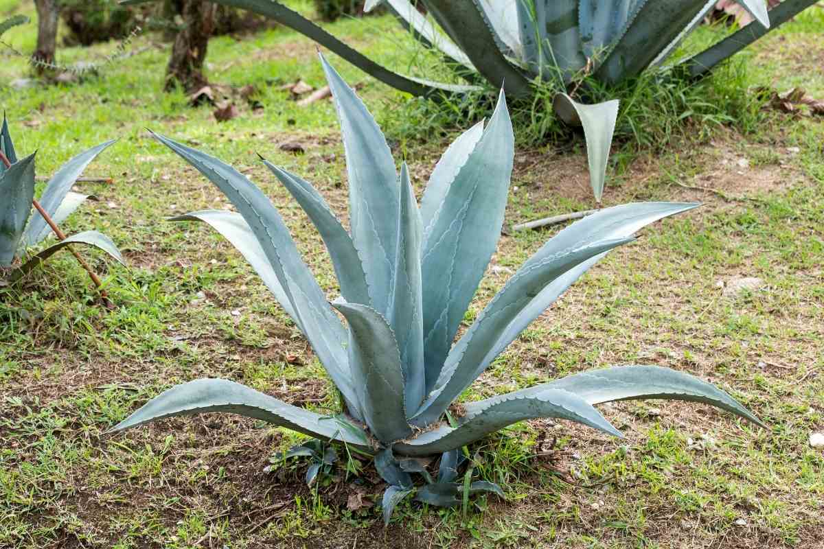 Blue Agave Plant Growers Guide 