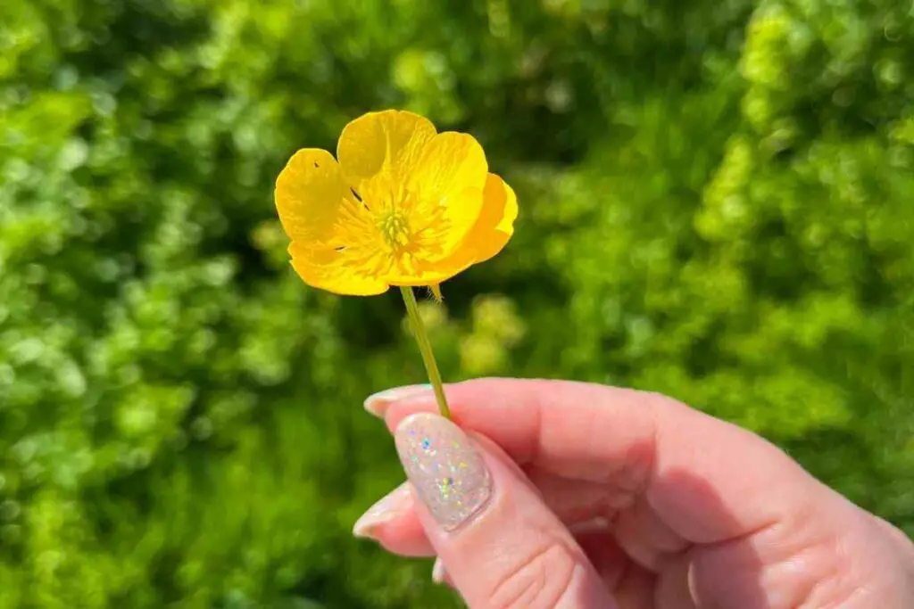 Buttercups sign of disrespect