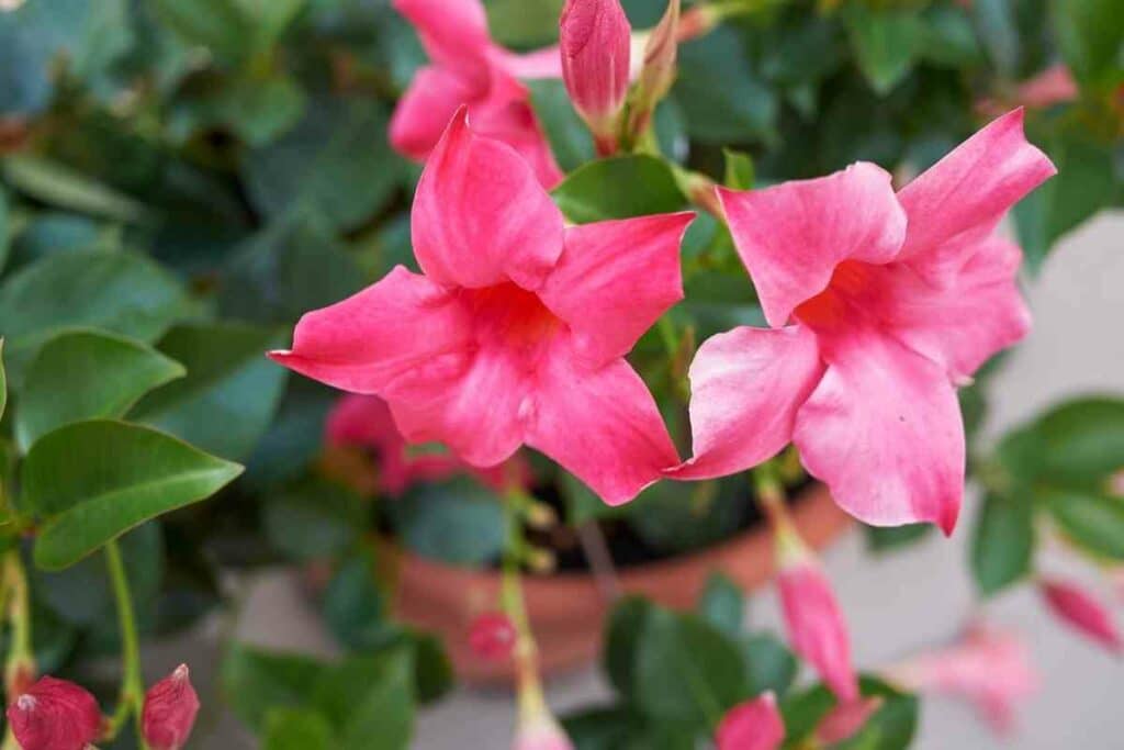 Tips for caring for Mandevilla vine