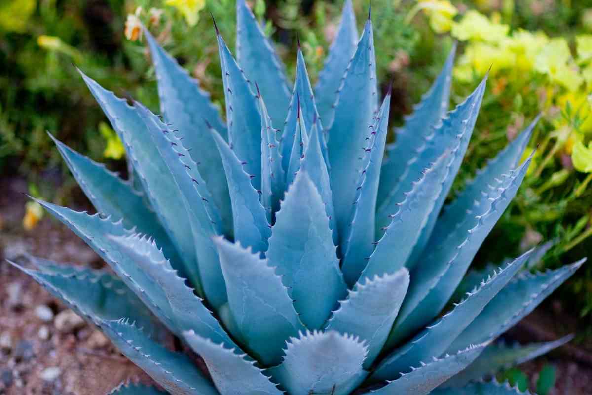 Complete Guide To Growing Blue Agave Plant Gardenia Organic 0298