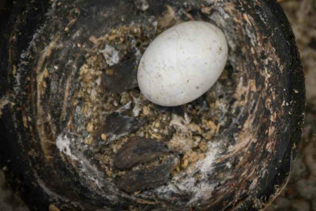 Characteristics woodpecker eggs