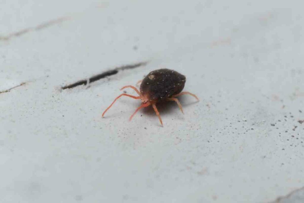 Clover mites pests in home
