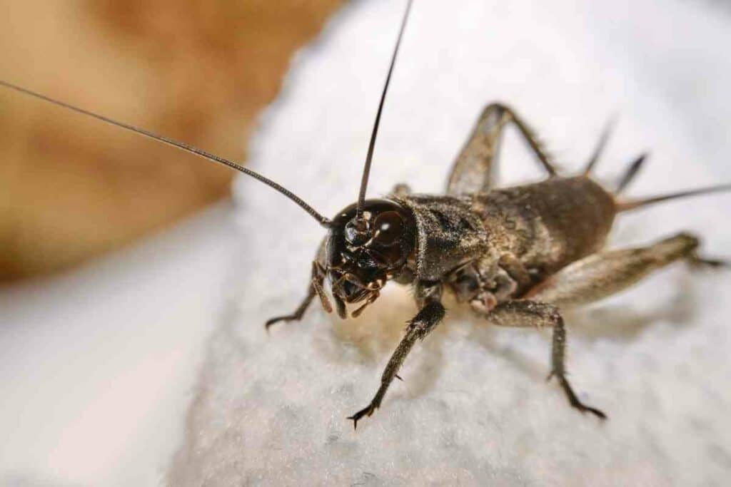 Crickets in Roof solution