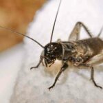 Crickets in Roof – How to Prevent and Remove Them