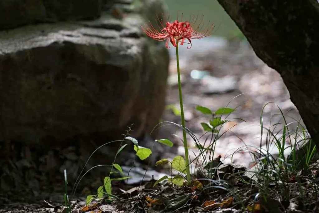 Lycoris Radiata flower