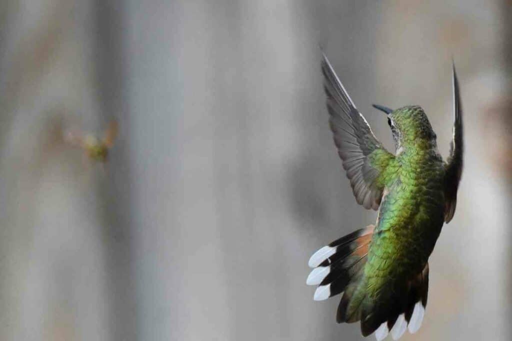 Hummingbirds do not eat bees