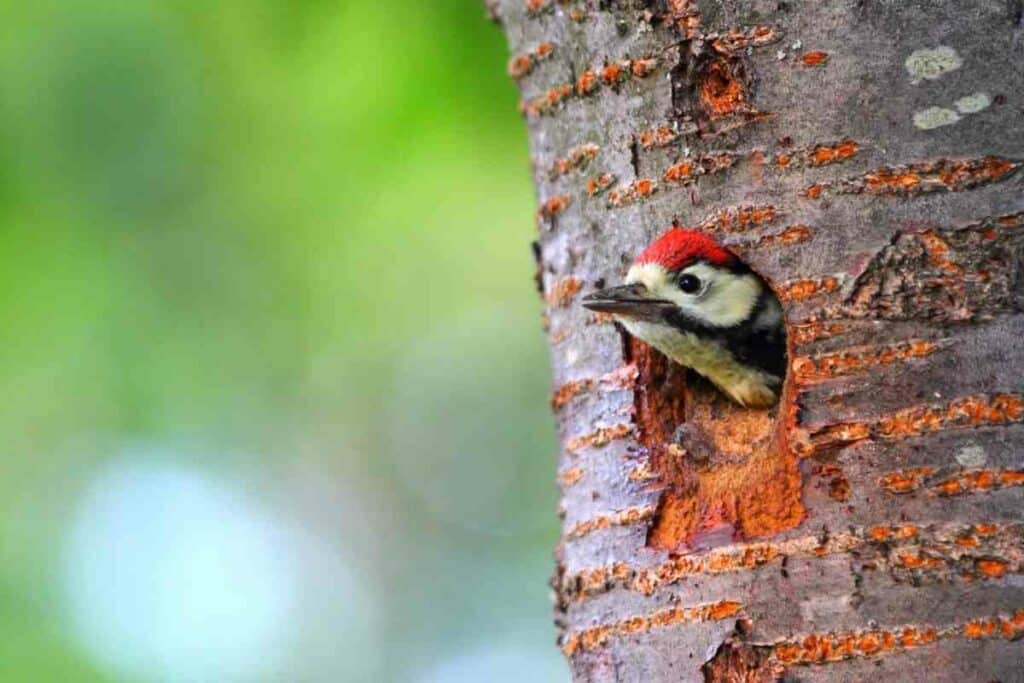 Find woodpeckers nest