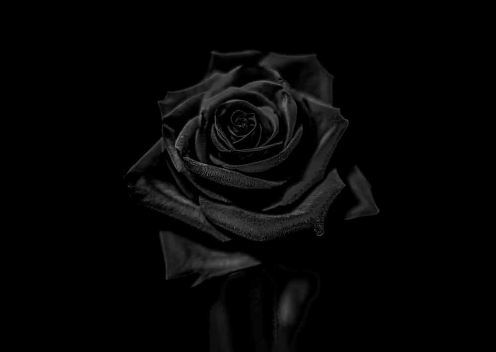 Black Rose