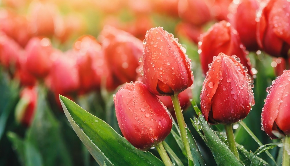 Red Tulips