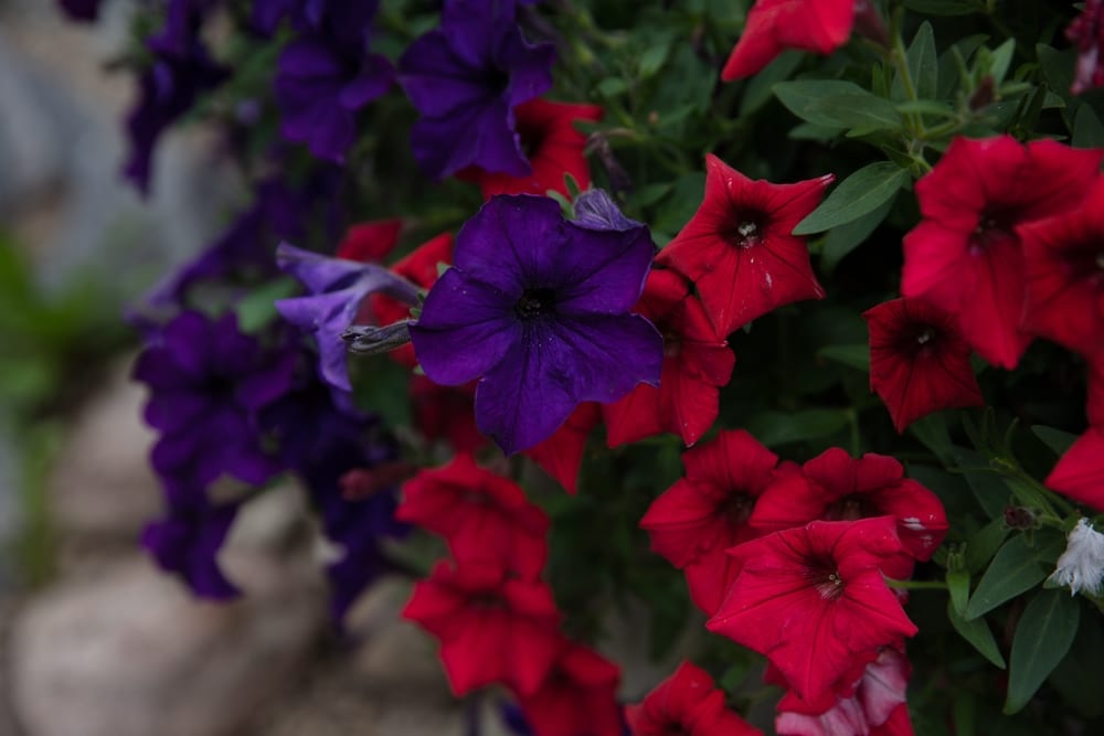 Petunias