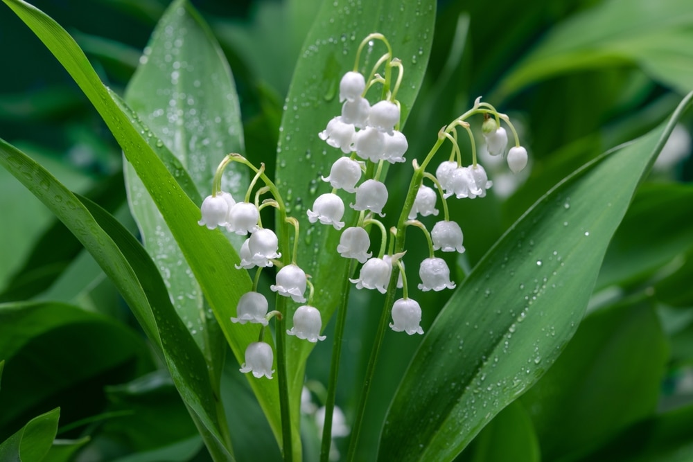 Lily Of The Valley