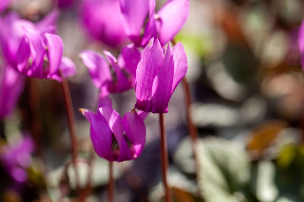 Cyclamen