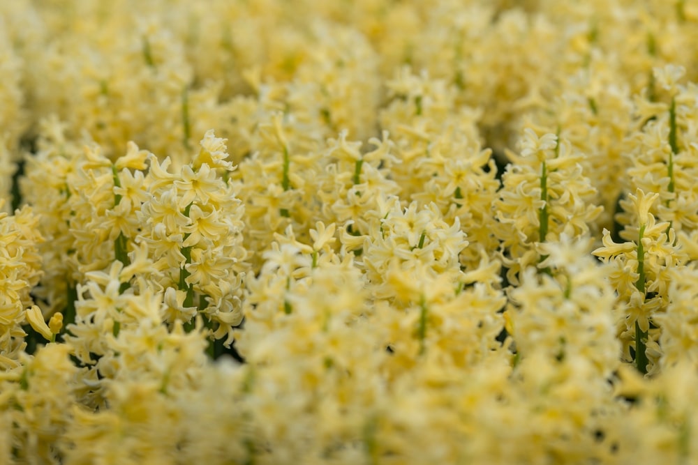 Yellow Hyacinth