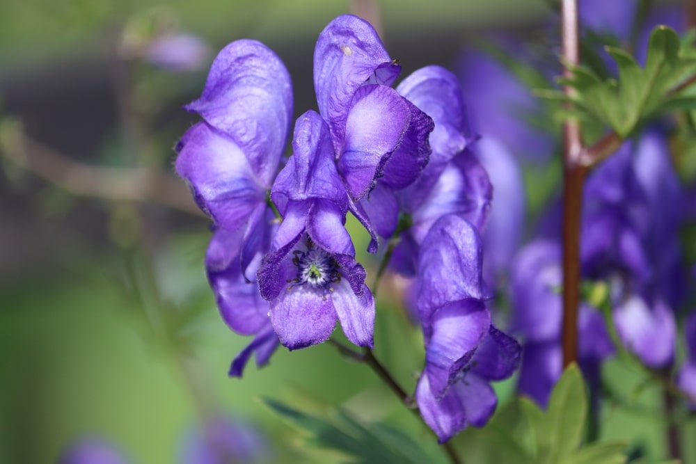 Aconite