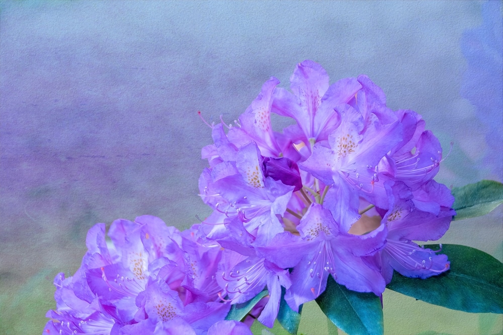 Rhododendron