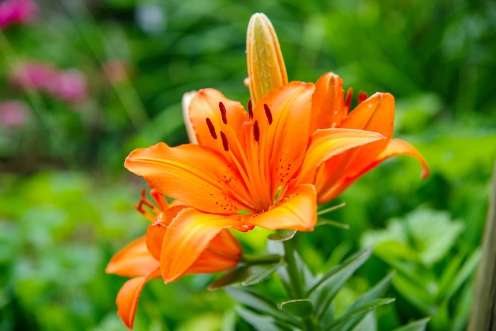 Orange Lily