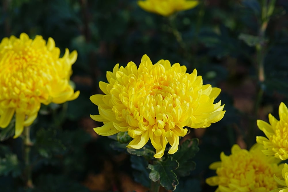 Yellow Chrysanthemums