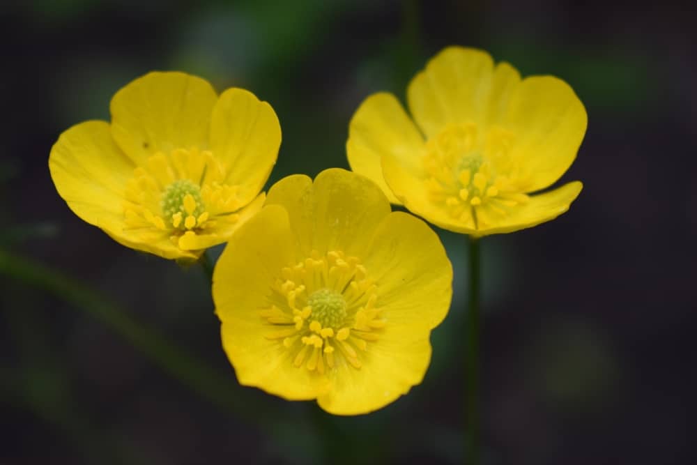 Buttercups