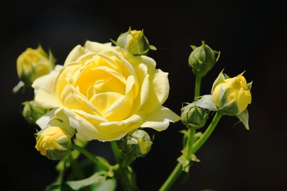 Yellow Rose