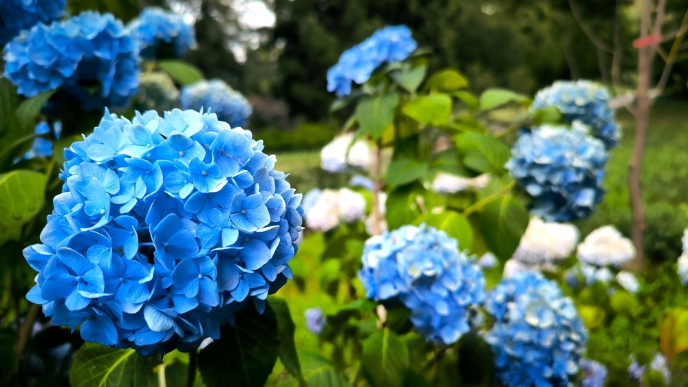 Hydrangeas