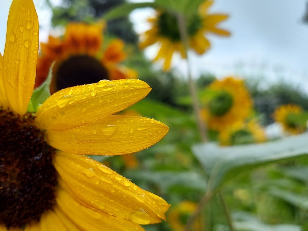 Sunflowers