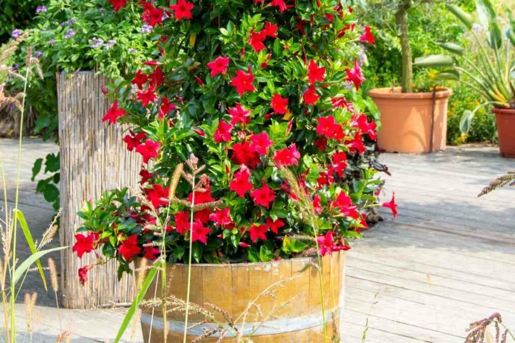 Big Mandevilla vine in a pot