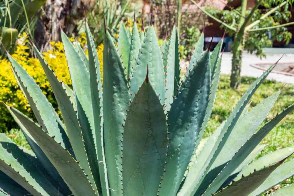 Growing Agave tequilana azul