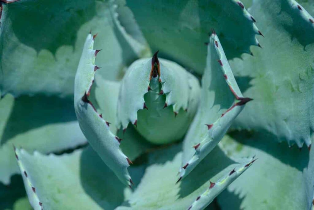 Agave tequilana azul