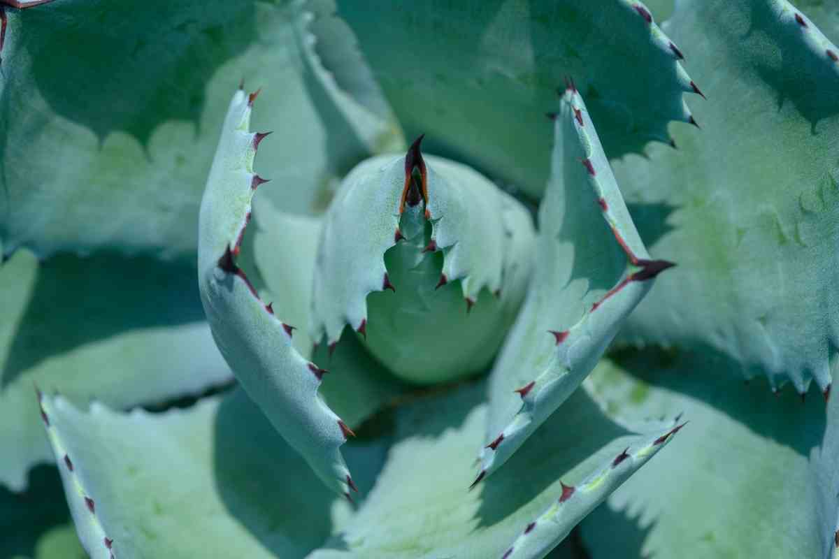 Complete Guide to Growing Blue Agave Plant Gardenia Organic