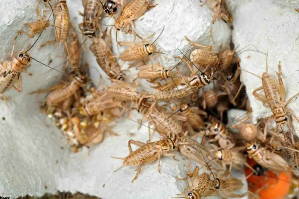 House crickets prevention