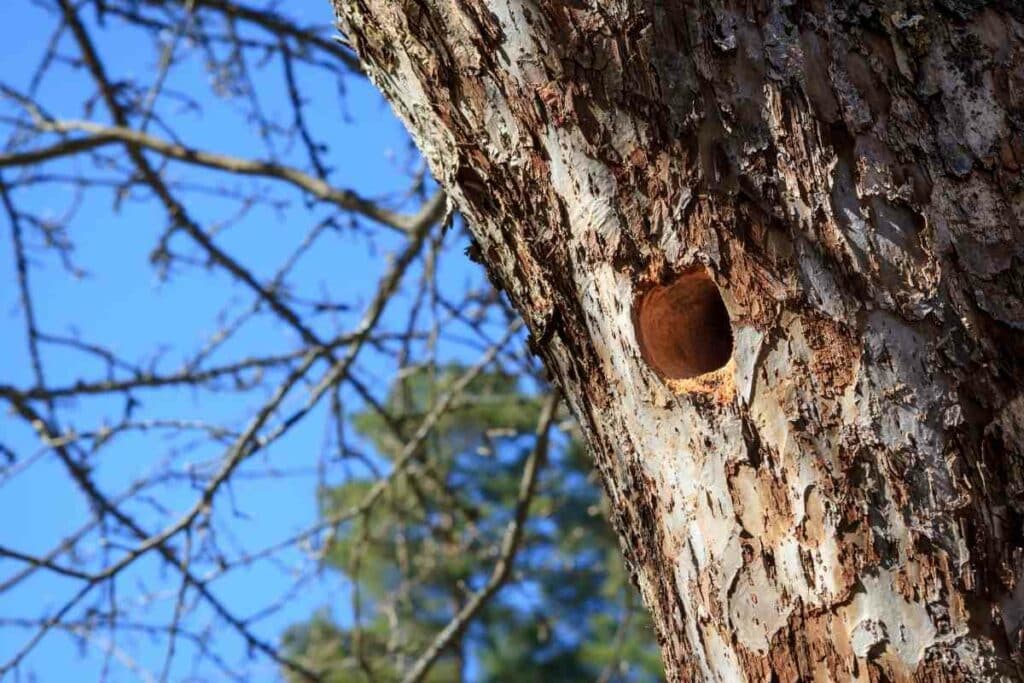 woodpeckers making nests