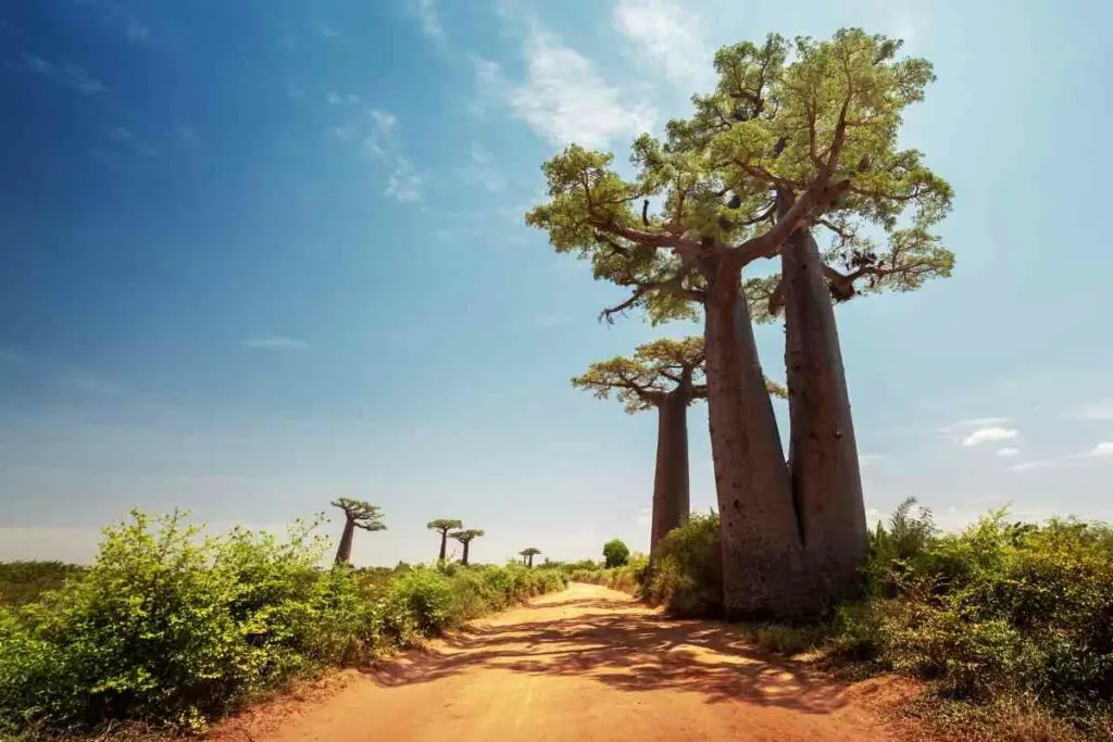 Enormous Madagascar tree